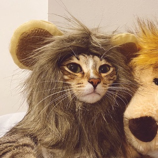 【cod】 The lion head cat hat lovely turns into a decorative cat catLion Headgear Cat Hat Cute Shapesh
