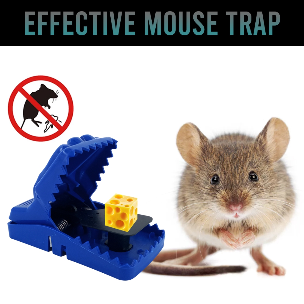 indoor mouse traps