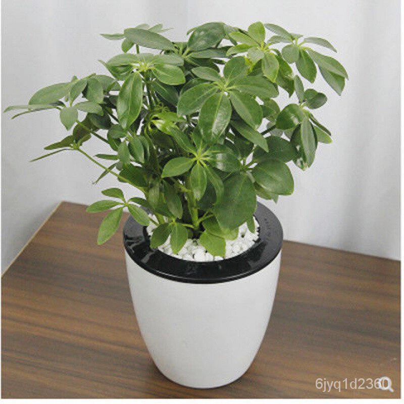 Seven Leaf Lotus Wealth Comes From Every Direction Ivy Tree Bark Potted