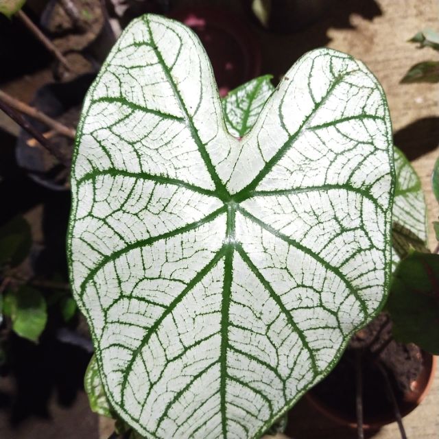 white christmas plant