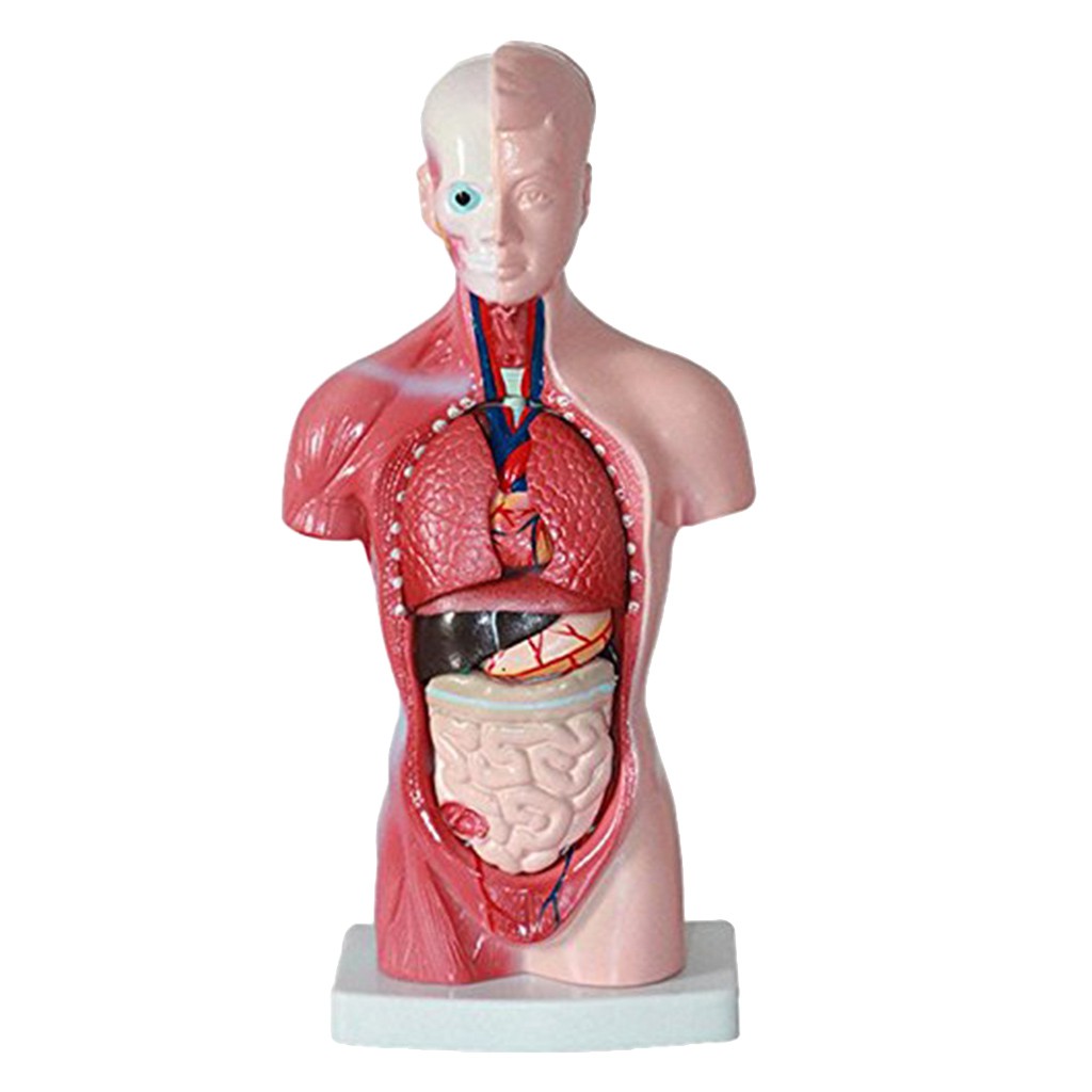 Human Torso Body Organ Anatomy Anatomical Model Medical Science School Learn Shopee Philippines