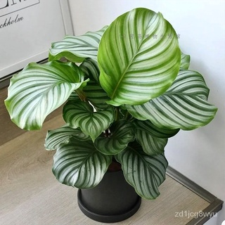 Calathea Rotundifolia CV. Fasciata Potted Indoor Hydroponics Green ...