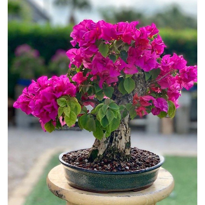 bougainvillea bougainvilla bonsai mix flower seeds | Shopee Philippines