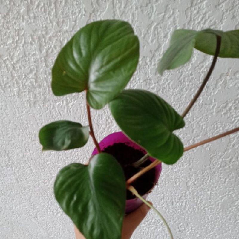 Indoor Plant Small Alocasia Elephant Ears Plant Sold Without Pot Shopee Philippines