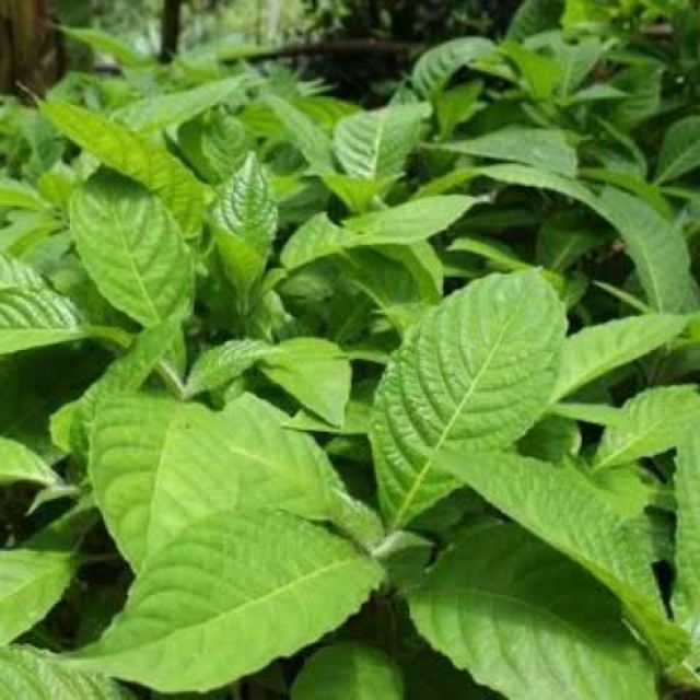 Madre De Agua Cuttings 10pcs Trichanthera Gigantea Humboldt Bonpland
