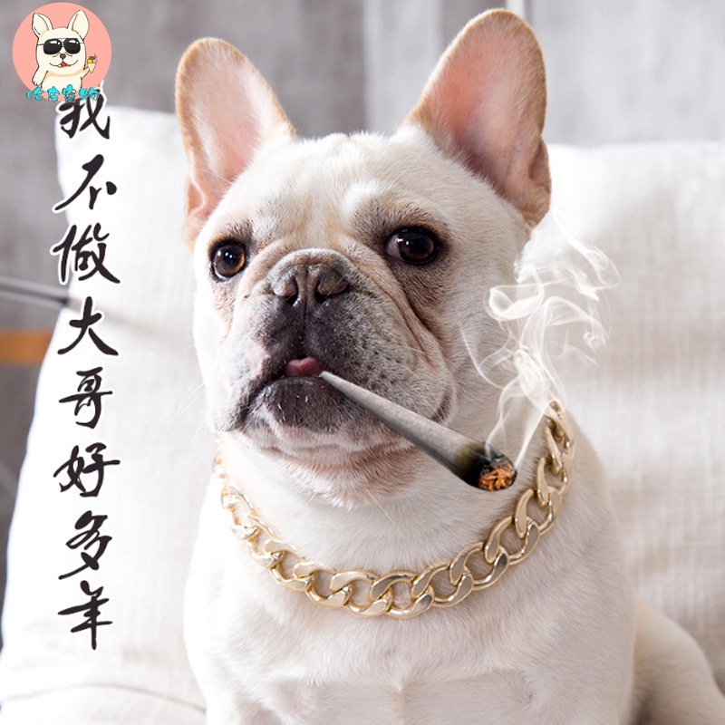 real gold dog collar