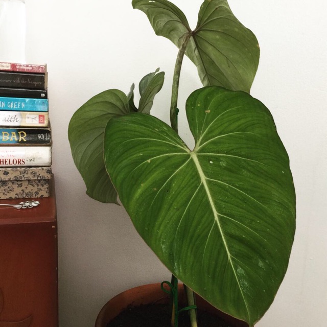 Philodendron Gloriosum Rare Live Plant Grab Express Shopee Philippines