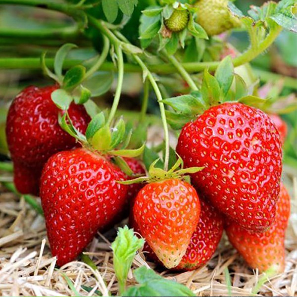 Strawberry Hawaiian Variety (Heat Tolerant) Shopee