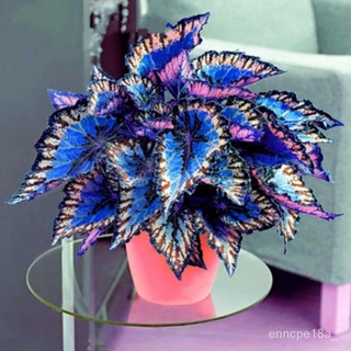 Singapore Ready-Made Stock Mallow Seeds100Pieces Rainbow Mallow Bonsai Seeds Maya Na Plants for Sale #6