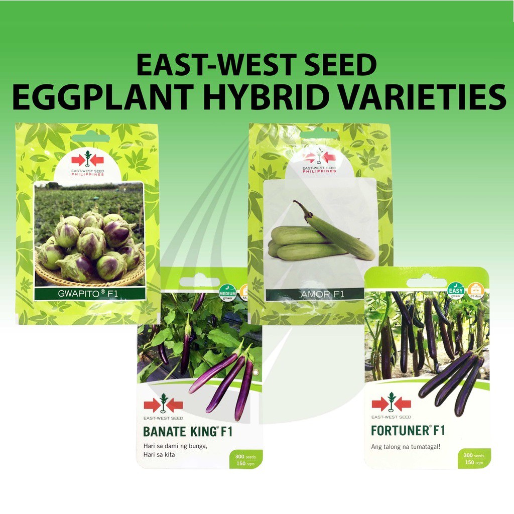 Seeds Buto Ng Halaman Talong Home Gardening Backyard Gardening Seedling Production Shopee Philippines