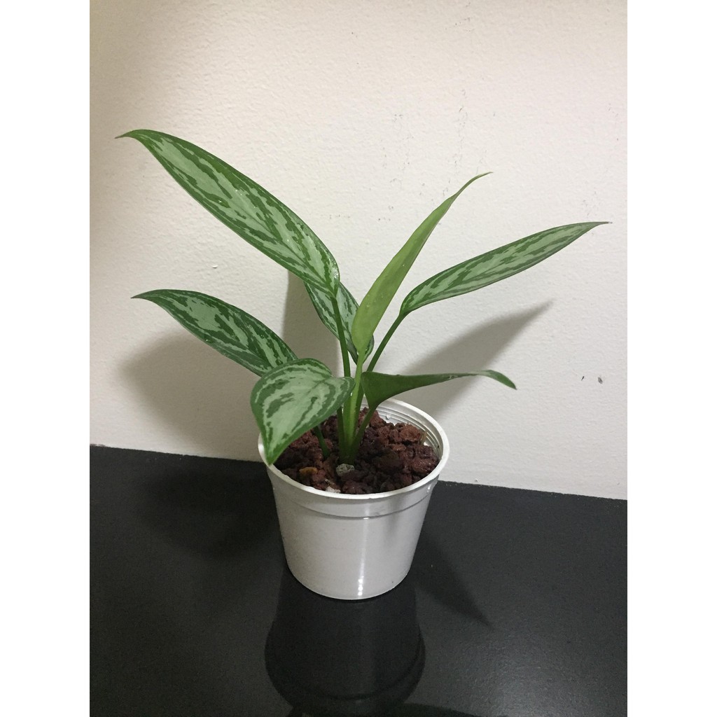  Aglaonema Crispum  also known Painted Evergreen Silver 