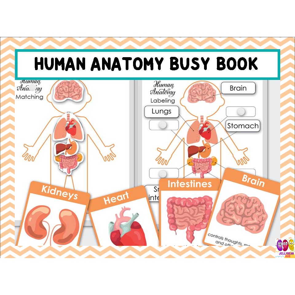 Human Anatomy Flash Cards Shopee Philippines