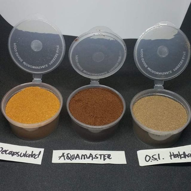 Baby brine shrimp Eggs Shopee Philippines