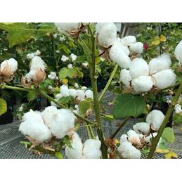 Planter un jardin de graines de coton