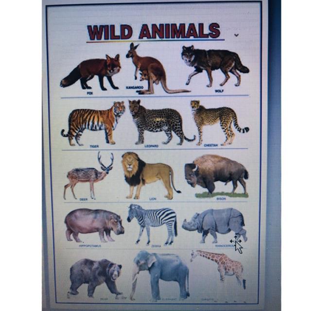 A4 Sized Laminated Wall Charts | Shopee Philippines