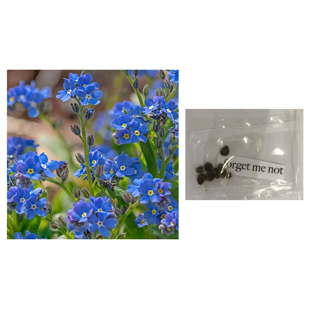 me not flowers plant seeds Shopee Philippines