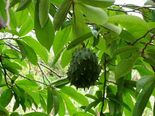Fresh Guyabano Leaves Soursop 100g Shopee Philippines