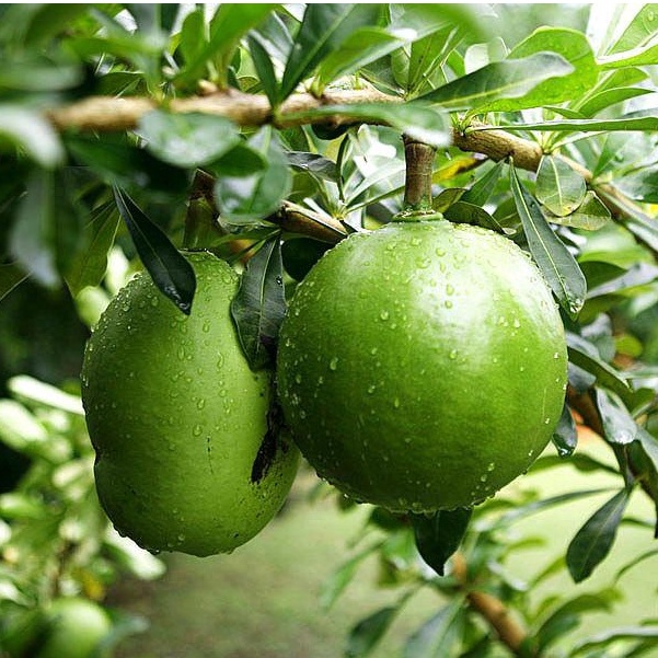 Calabash Miracle Fruit SMALL (1 piece only)