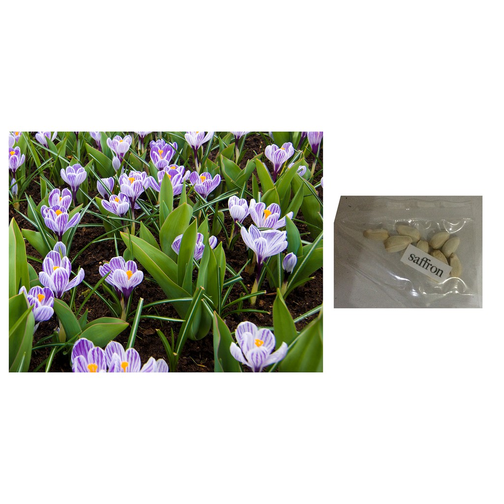 saffron flower plant seeds Shopee Philippines