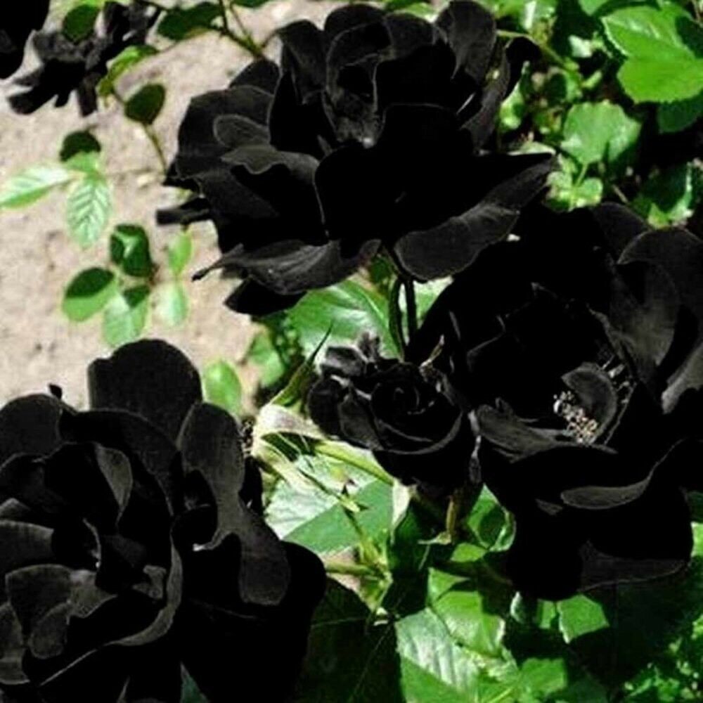 10 BLACK ROSE Rosa Bush Shrub Perennial Flower Seeds