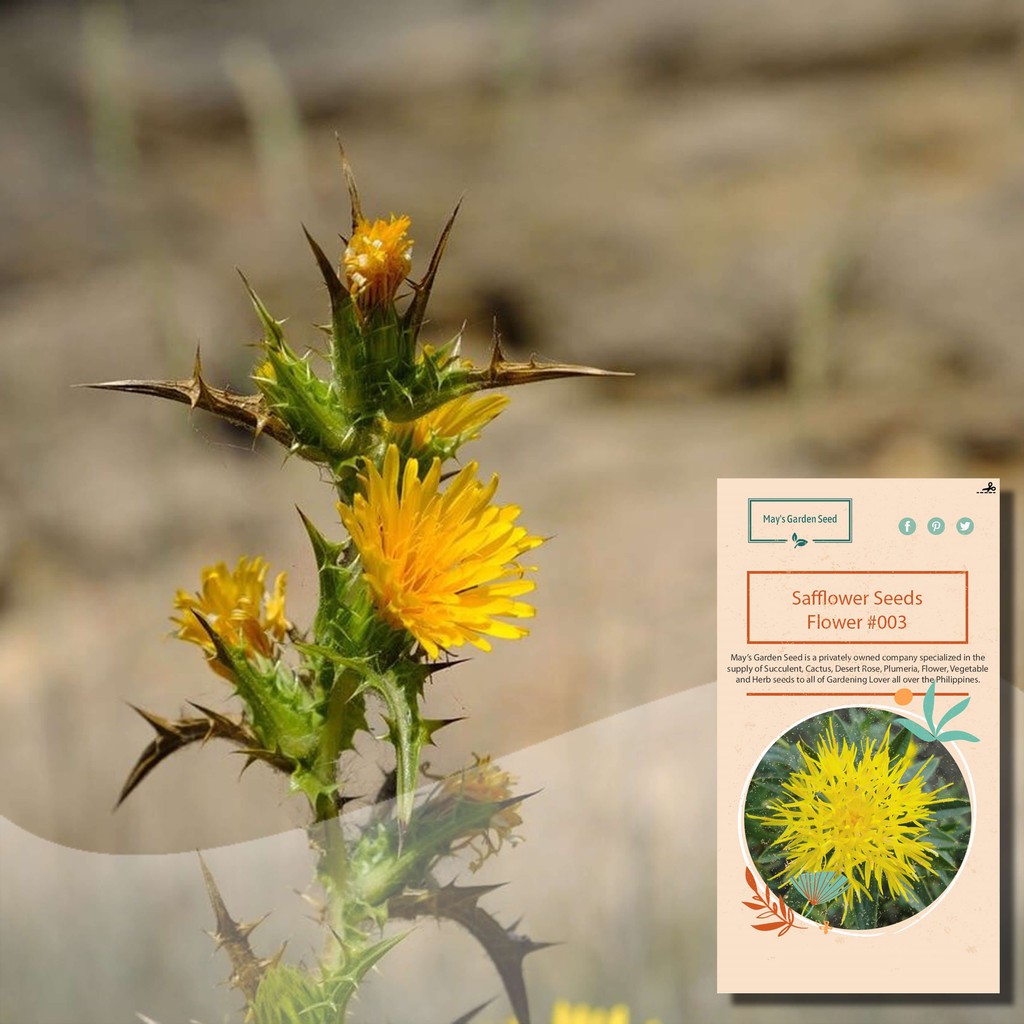 Safflower Seeds, Carthamus Tinctorius Seeds, Flower Seeds#003 | Shopee  Philippines