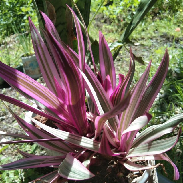 Pink spider plant... | Shopee Philippines