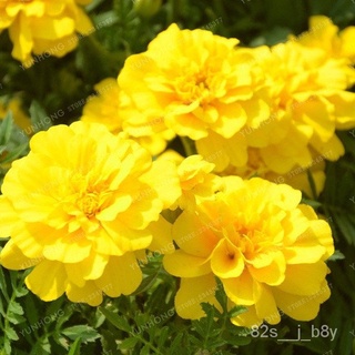 flower seeds Philippines Ready Stock Hibiscus Flower Seeds 100Pcsbag Yellow Orange Color Marigold Se #3