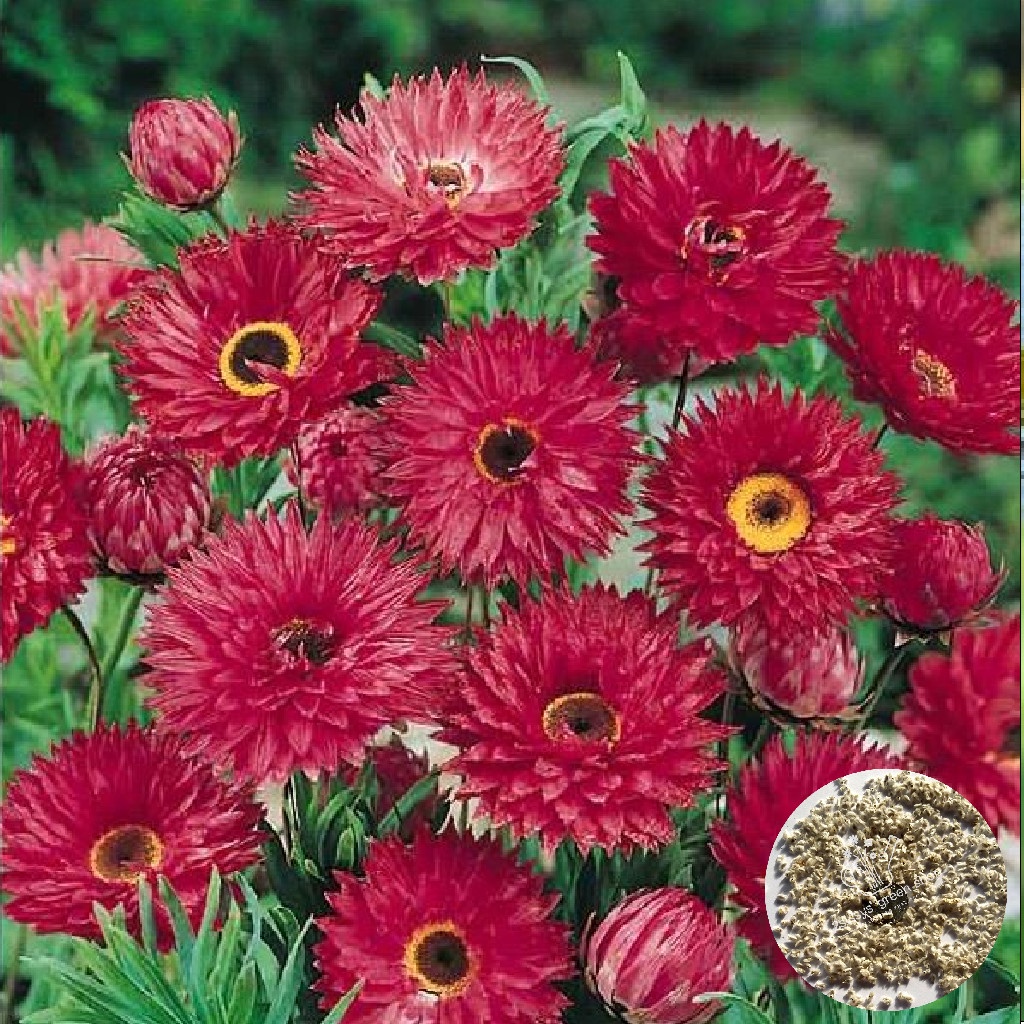 30 Seeds Helipterum/Paper Daisy Flower Seeds (Red) Shopee Philippines