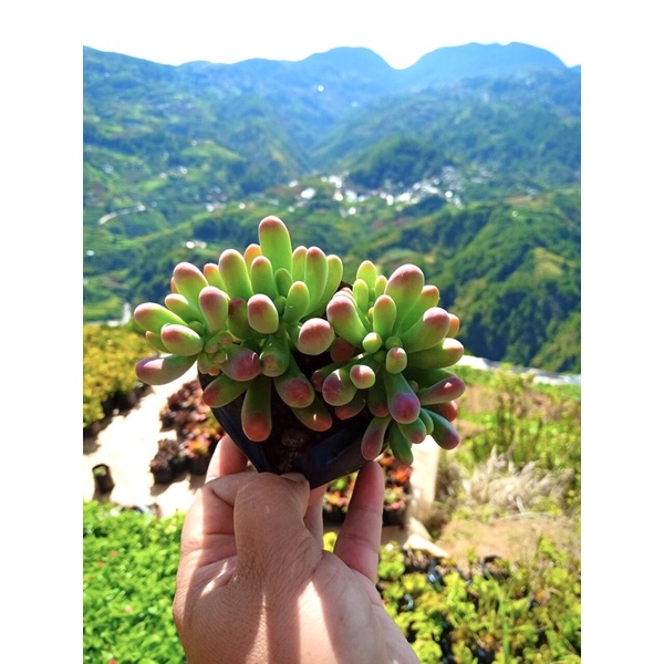 Banana Succulents (Live Plants) Shopee Philippines