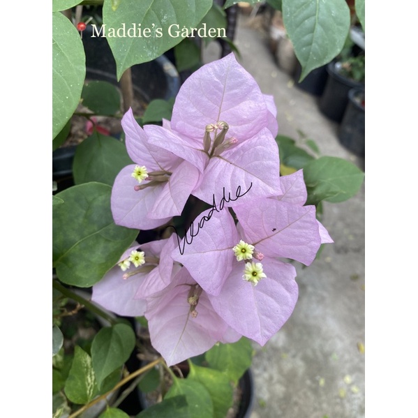 Hybrid Imported Bougainvillea stem cuttings (not yet rooted) | Shopee  Philippines