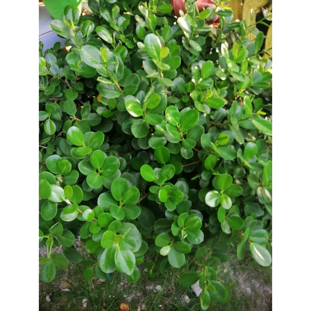 Ficus Nana Uprooted Ready To Plant Money Tree Indoor Outdoor Real Plant Or Live Plant Shopee Philippines