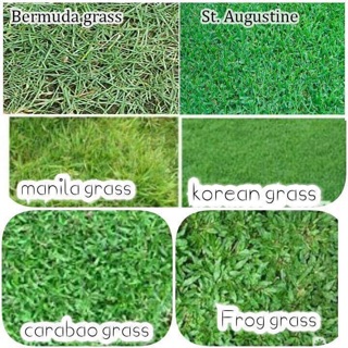 Special grass seeds | Shopee Philippines