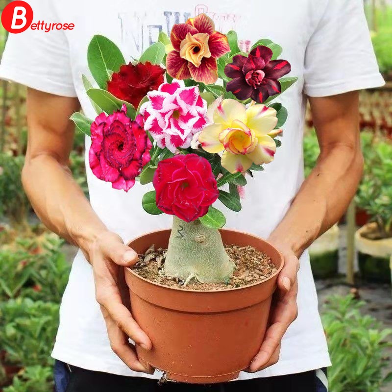 2pcs Desert Rose (Adenium obesum) Seeds