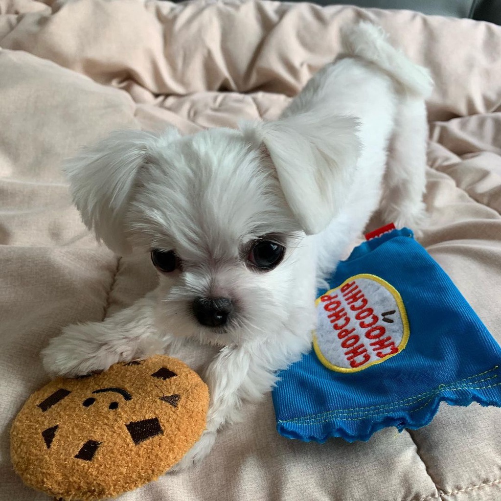 Ins New Korean Quduo Cookies Food Sound Paper BB Call Dog Toy Pet Sound joHa #3