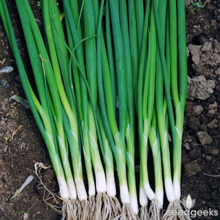 Bunching Onion Sibuyas Dahon (original pack) | Shopee Philippines