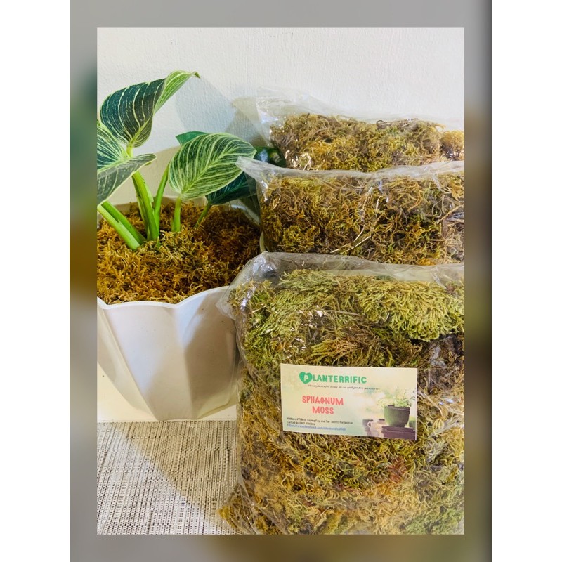 Dried Moss for your Plants Shopee Philippines