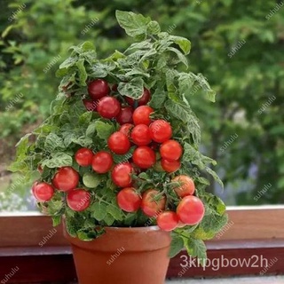 Hot Sale! 500 Pcs Rare Mini Cherry Tomato Plant seeds, Balcony Sweet Fruits Vegetables Potted Bonsai #4