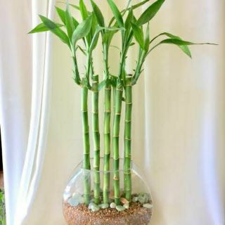Flowers Plants Online Deals Outdoor Garden Home Living Jan 2021 Shopee Philippines