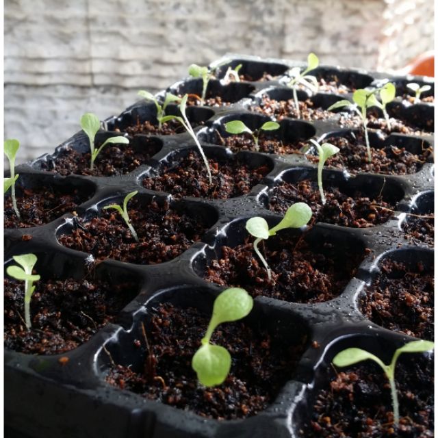 Seedling Tray/Starter tray/Seed TrayTray Shopee Philippines