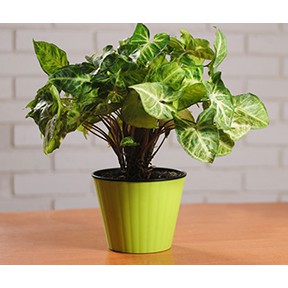 Syngonium/ Arrowhead Plant House Plant Indoor Plant ...