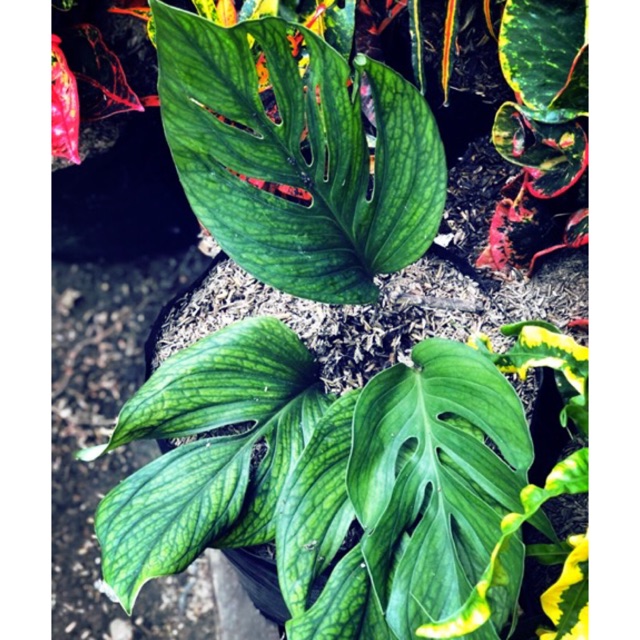 Rare Monstera Pinnatipartita Shopee Philippines