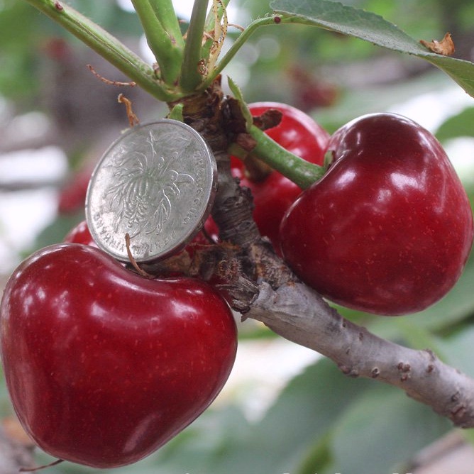 Cherry Sapling Cherry Tree South North Planting Potted Garden Fruit