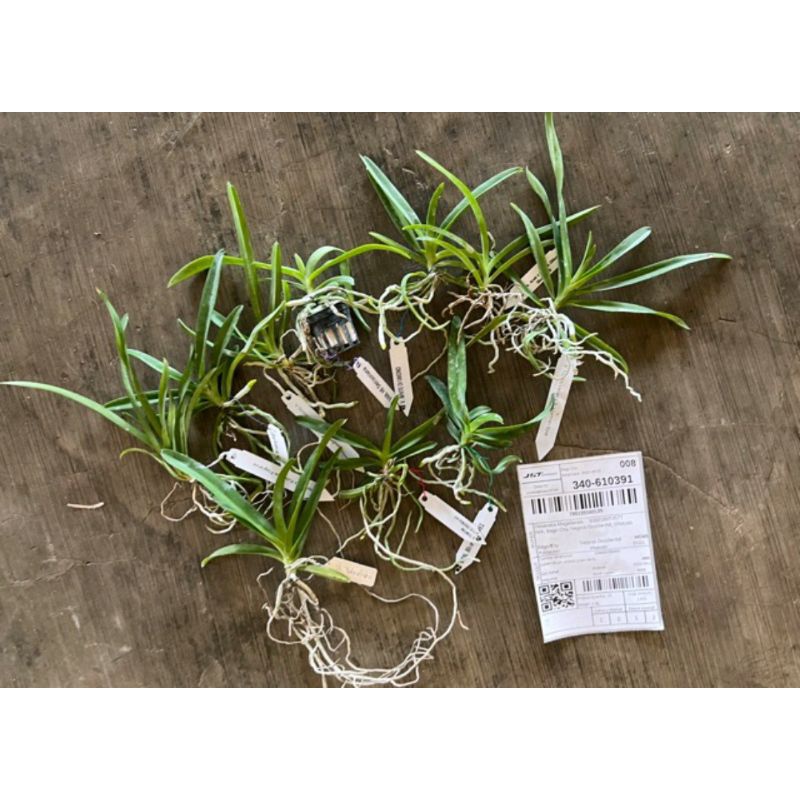 Strap Leaf Vanda Seedling(with ID TagNo Pot) Shopee Philippines