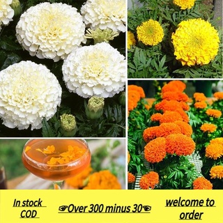 NEW 2022 ▬▲Philippines Ready Stock 100 Pcs Marigold Seeds Home Garden Fruit Seeds Flower Seeds Vege #1