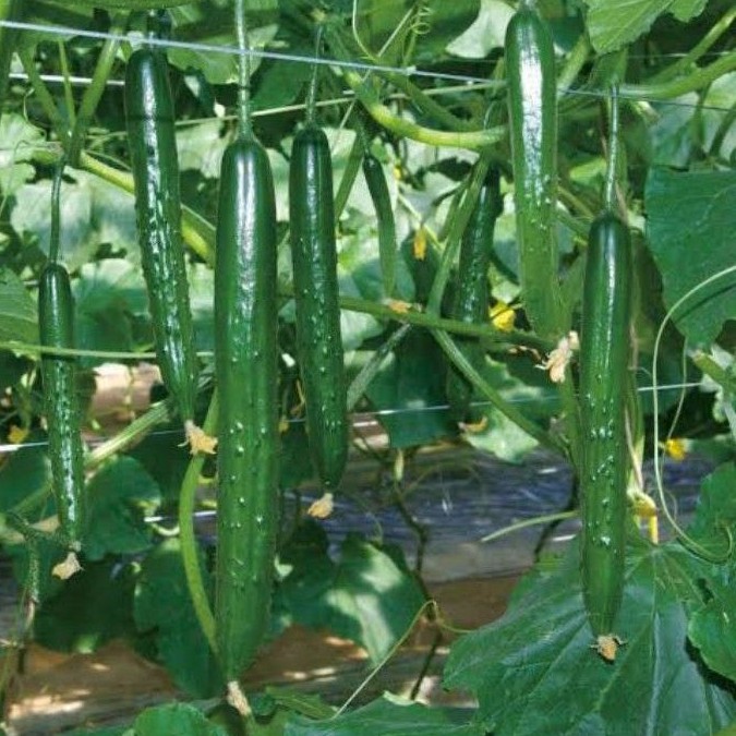 Japanese Cucumber Seeds Shopee Philippines
