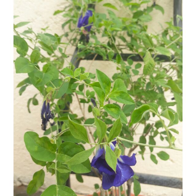 Clitoria Blue Ternate Seeds For Sale Shopee Philippines