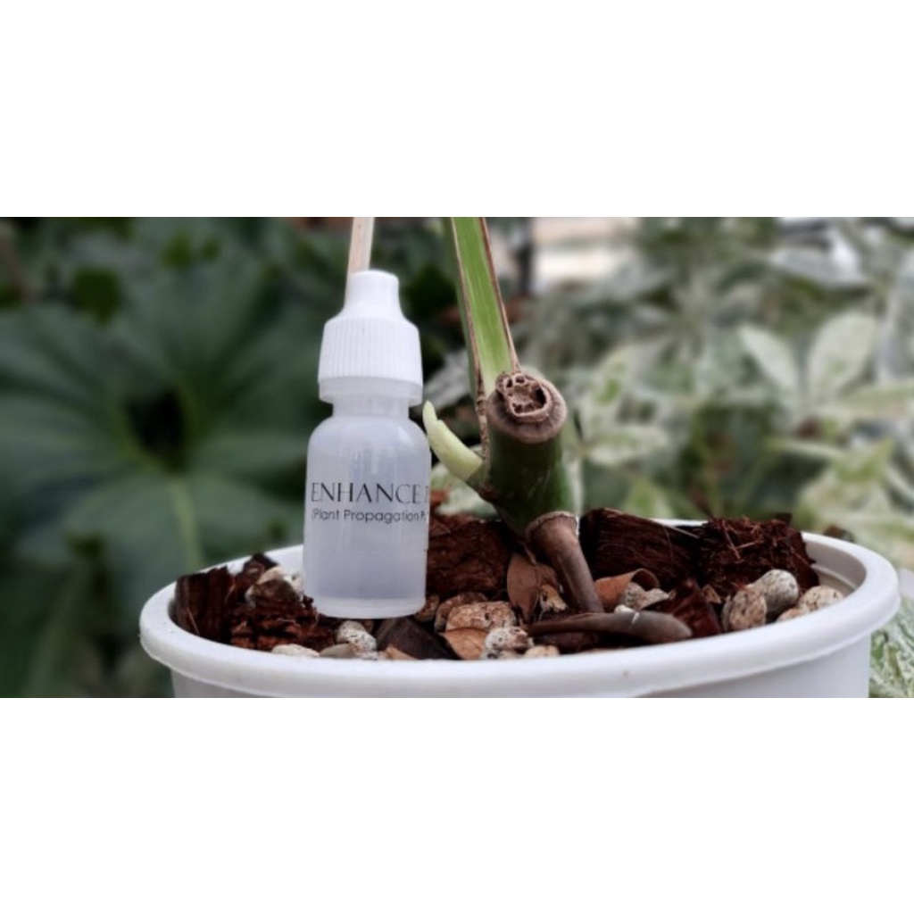 ENHANCE PPP Plant Propagation Potion 10ML 50 Drops Shopee Philippines