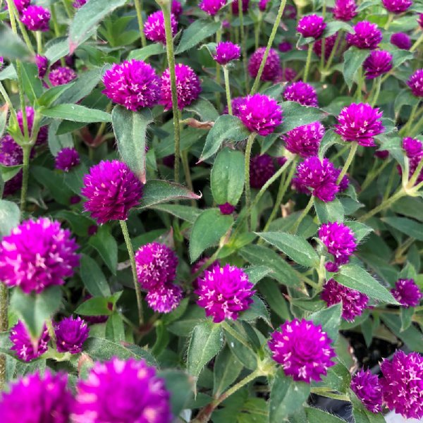 Pink Globe Amaranth Seeds Y011 - 5 seeds of High germination Flower Plant seeds P2G
