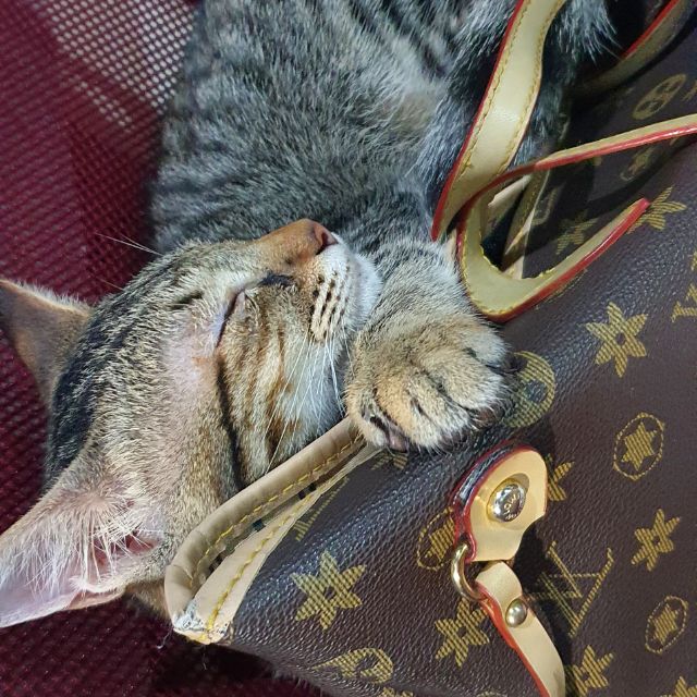 Bibi's Pet Supplies, Online Shop Shopee Philippines