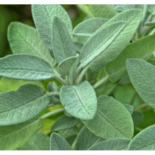 Herb: SAGE SEEDS (Edible) | Shopee Philippines